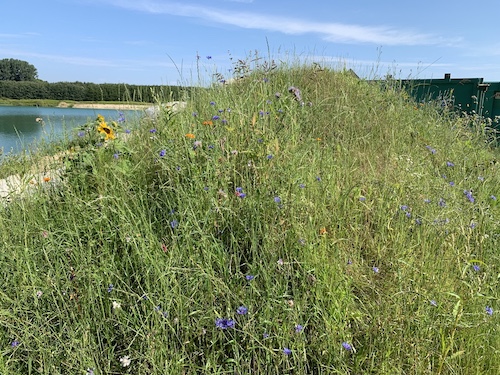 Sustainable green dike with field flowers